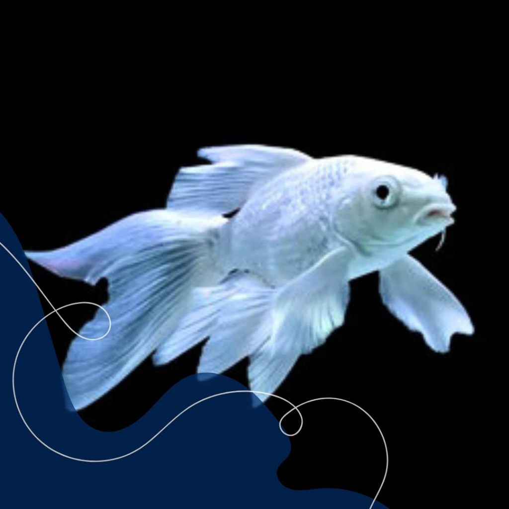 (Seafood) Koi Platinum / Kabuto Slayer Hiasan Aquarium