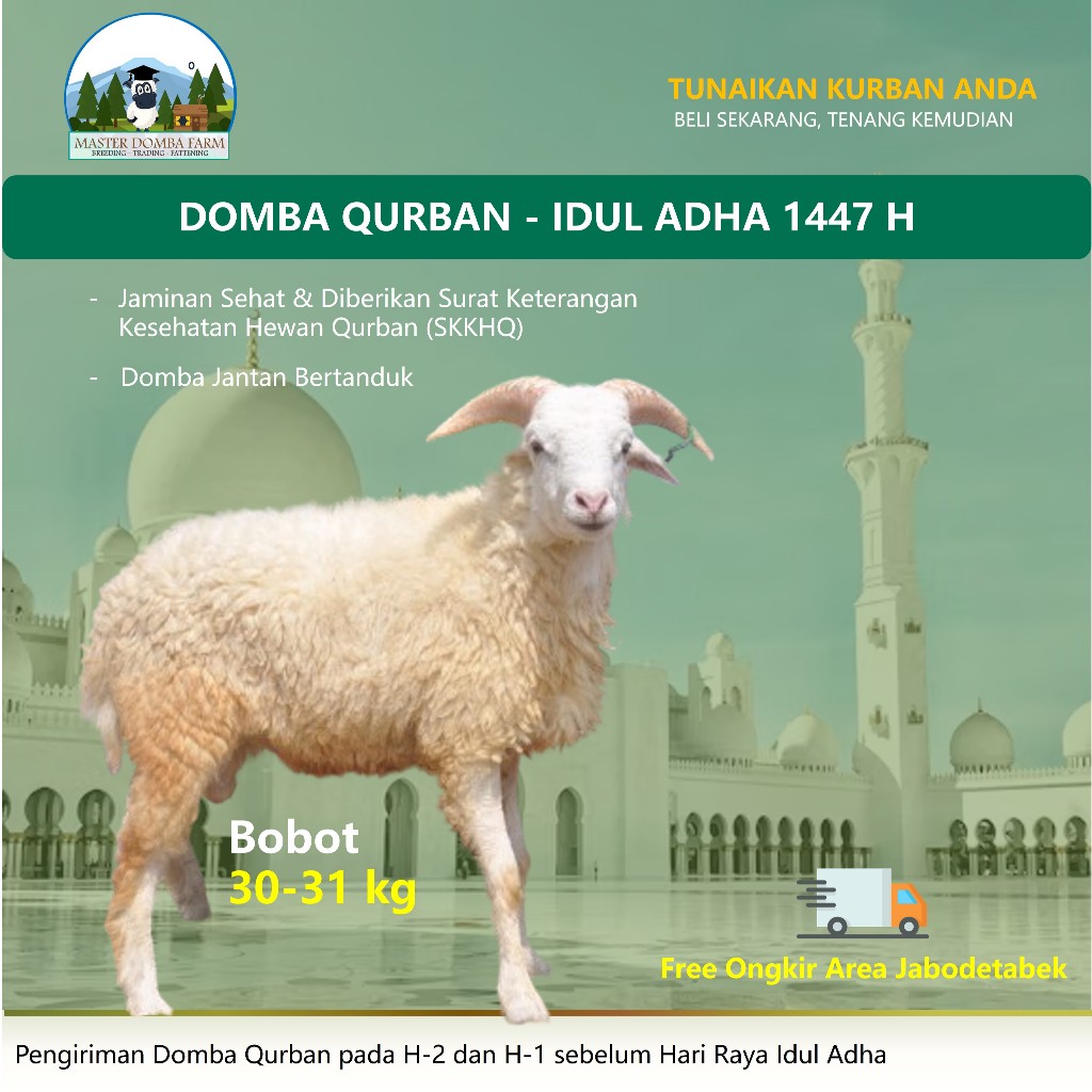 Qurban Domba Idul Adha Master Domba Farm Kambing Kurban Murah Berat 30 kg Jaminan Sehat Gratis Ongki