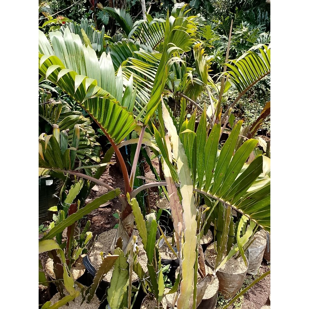 pohon palem botol tinggi 1'5 meter daun