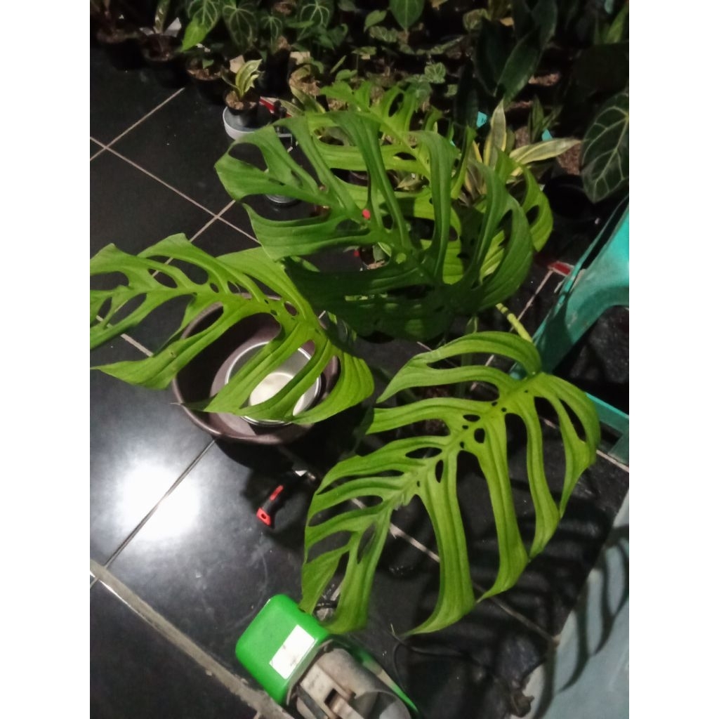 monstera obliqua