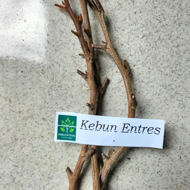 entres kelengkeng merah ruby longan 5 mata tunas