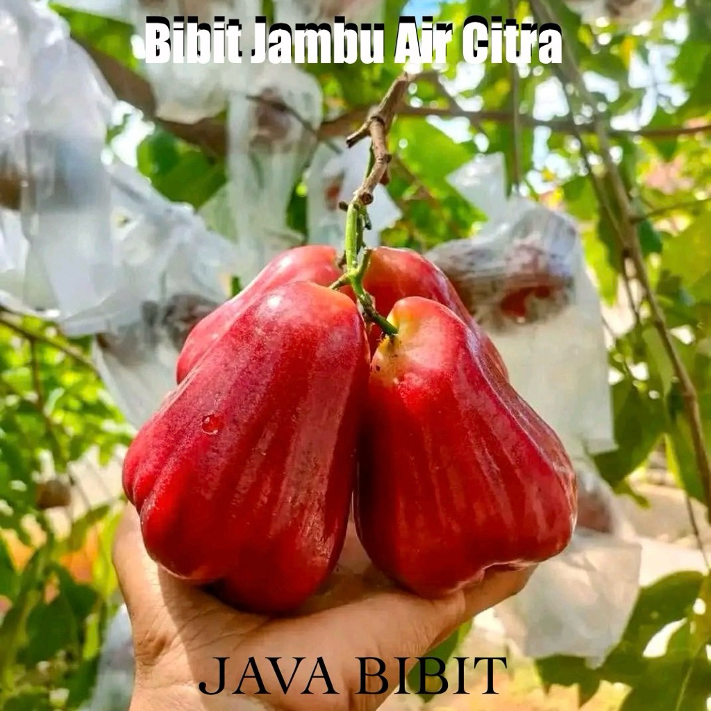 Bibit Buah Jambu Air Citra