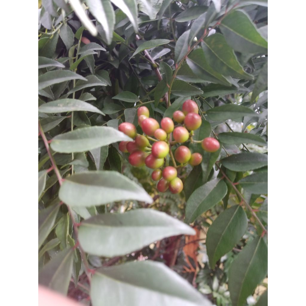 Daun Biji Kare Salam Koja Murraya Konigi