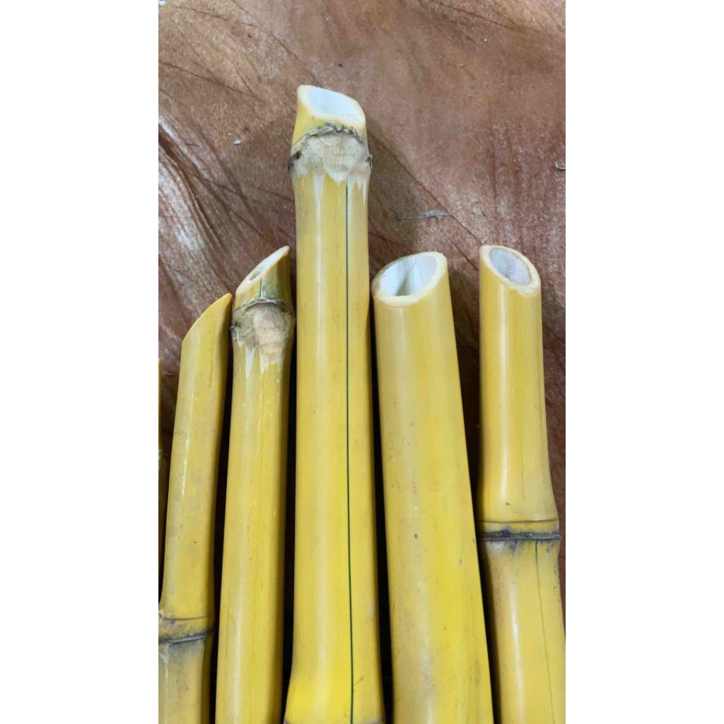 bambu kuning besar per ruas