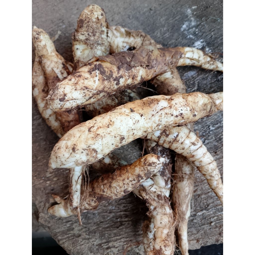 1 kg umbi Garut / kerut / ubi garut /jengkerut.obat alami asam lambung