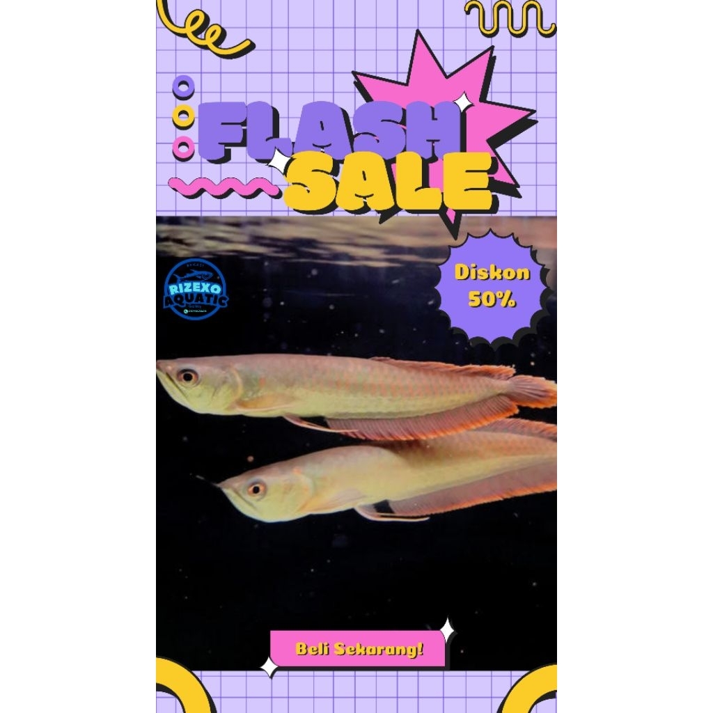 Arwana/Arowana Silver Red Serat Merah 20-22 CM #PromoSpecial