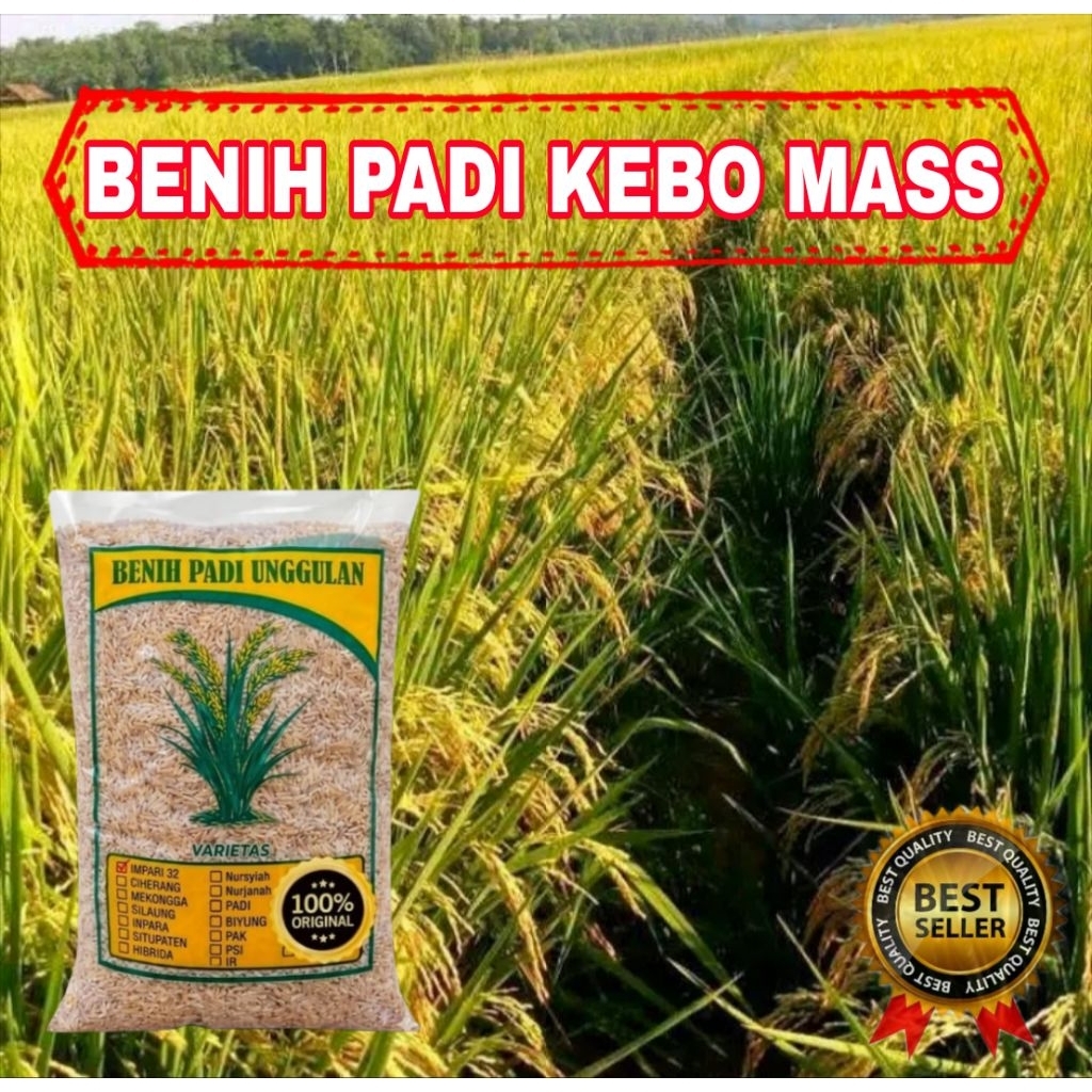 BENIH BIBIT PADI KEBO PUTIH SUPER 5KG