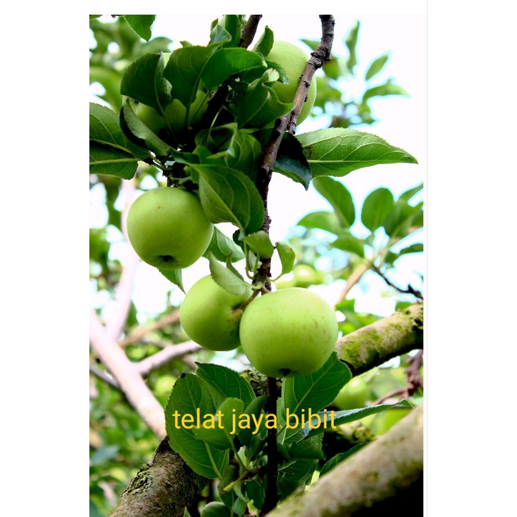 bibit buah apel manalagi malang