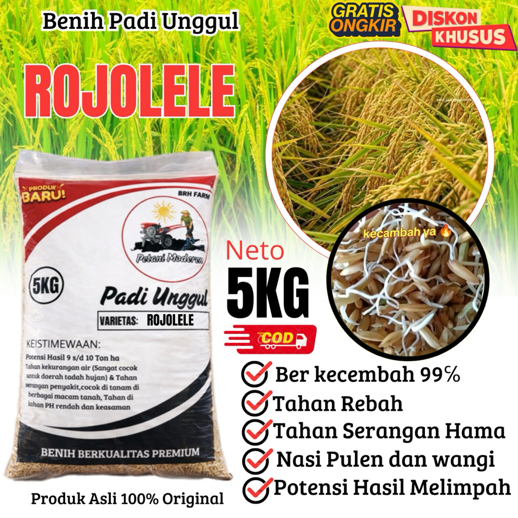 Benih Padi Unggur ROJOLELE kemasan 5kg 109% original