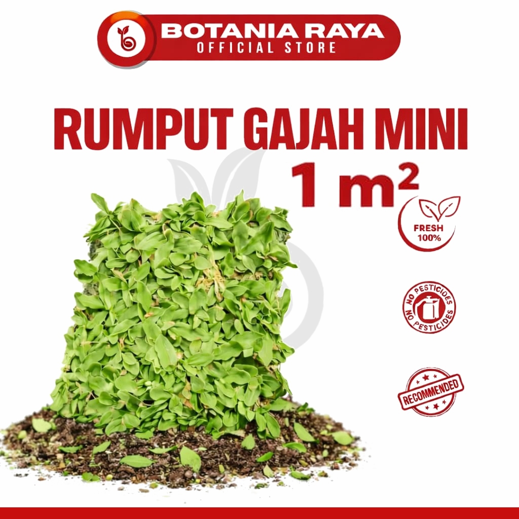 BOTANIA RAYA Rumput Gajah Mini Hidup Ukuran 1 Meter² / Rumput Jepang Untuk Kuburan / Tanaman Hias Hi