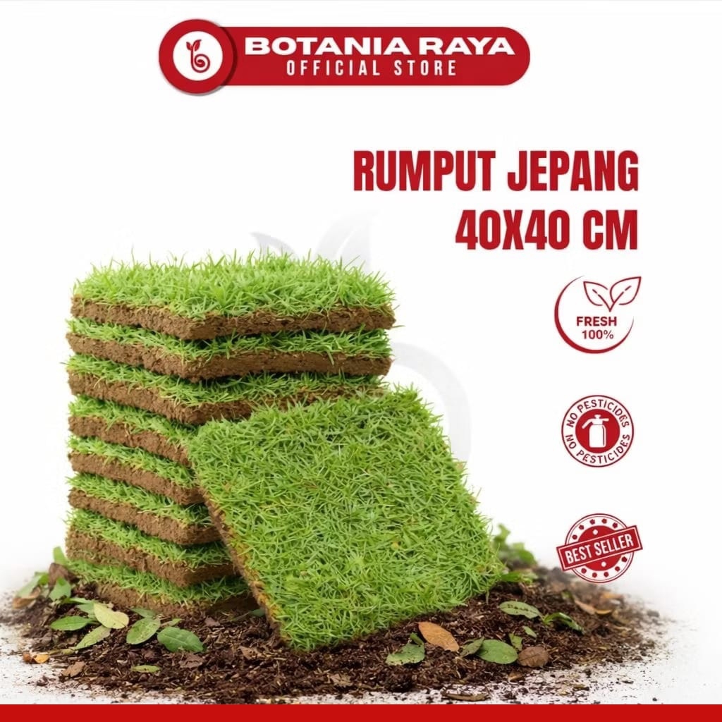 BOTANIA RAYA Rumput Jepang Hidup Ukuran 40x40 Cm / Rumput Jepang Untuk Kuburan / Tanaman Hias Hidup 