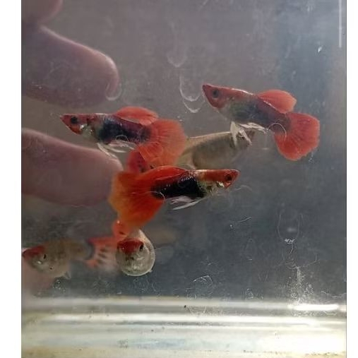 Hiasan Aquarium 1 Pasang Guppy Tuxedo Koi Short Body