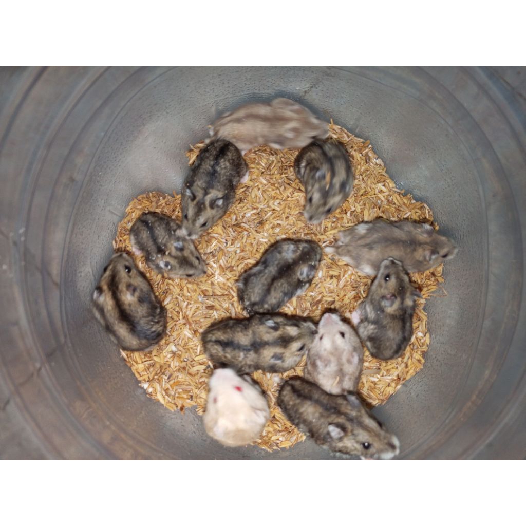 Hamster Winter White Tiger jinak