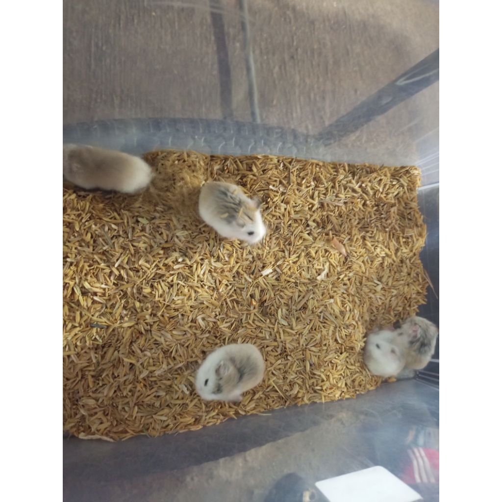 Hamster Roborovski