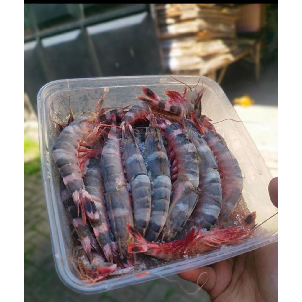 Udang windu laut