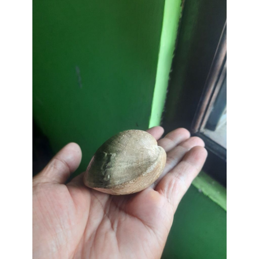 kijing bungkem temuan alam