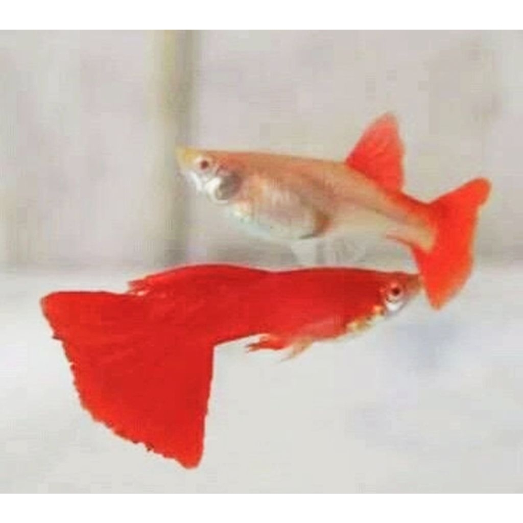 Guppy AFR