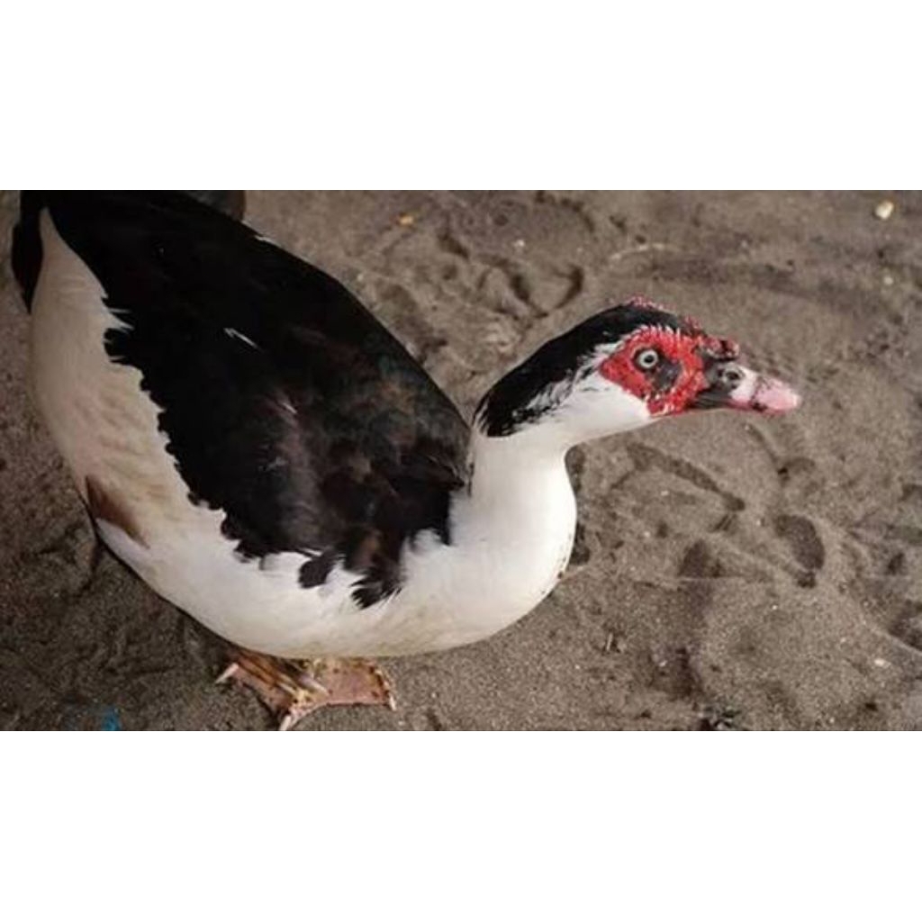 bebek entok hidup sehat