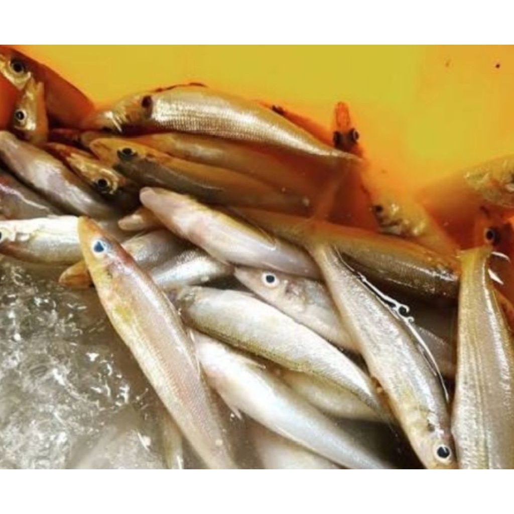 ikan rejung/kaca piring