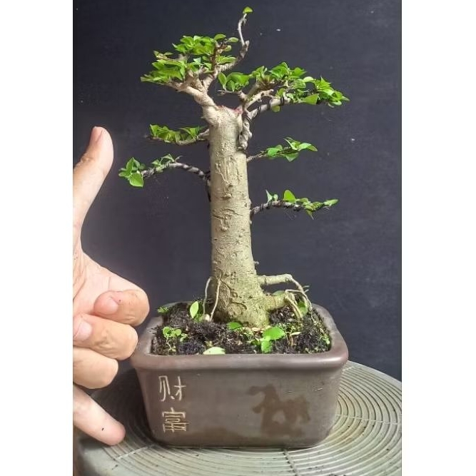 Bonsai delima batu mame