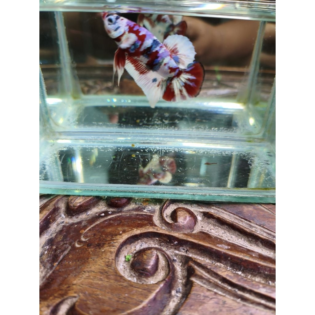 Ikan Cupang Hias Halfmoon Rosetail Size M - Warna Acak, Garansi Hidup, Gratis Pakan