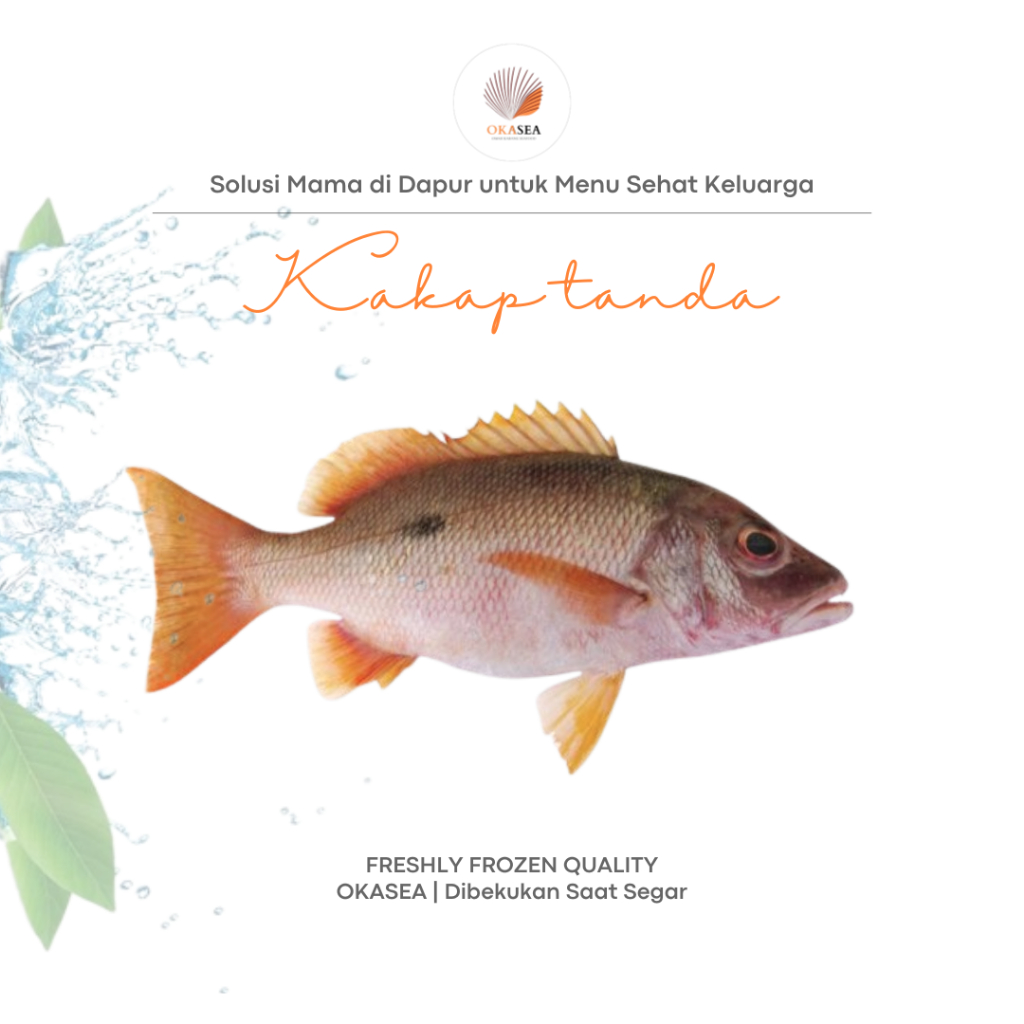 Ikan Kakap Tompel | Golden Snapper | Kualitas Premium