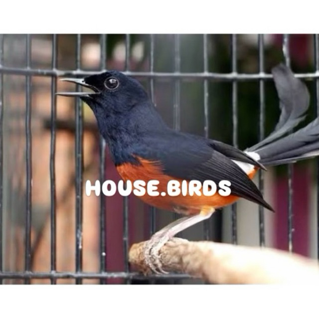 Promo paket 2 telur burung murai batu jawara siap menetas