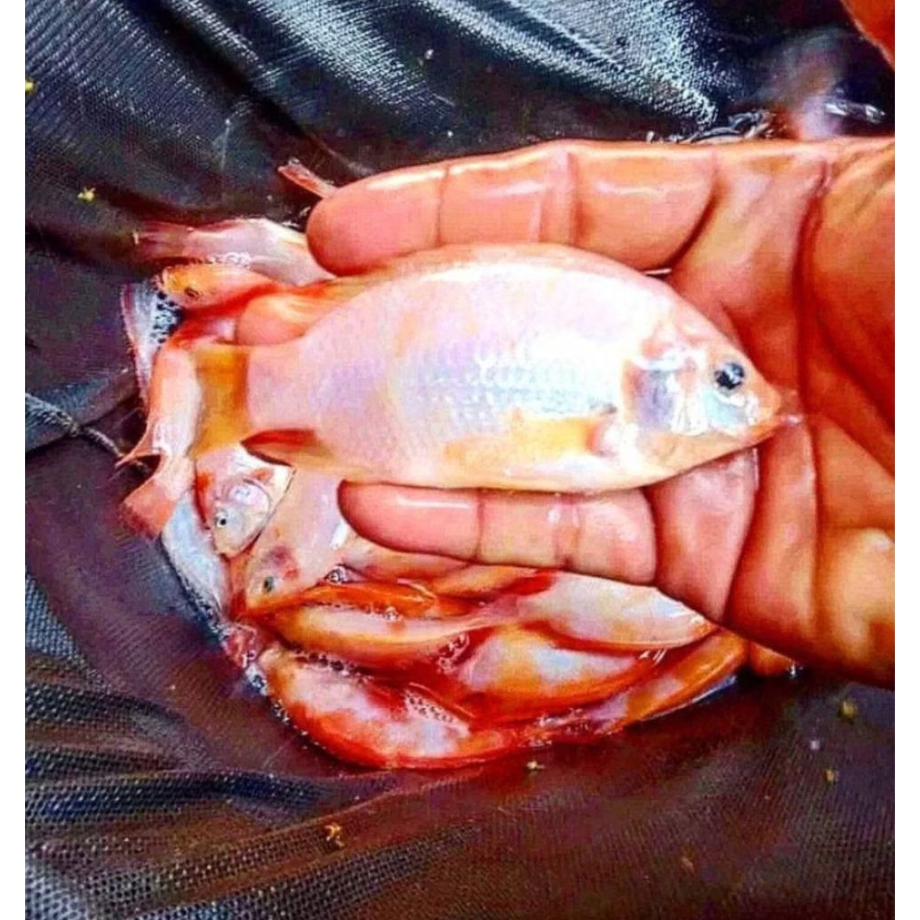 BIBIT IKAN NILA MERAH BANGKOK UKURAN 3 JARI (8-12) CM