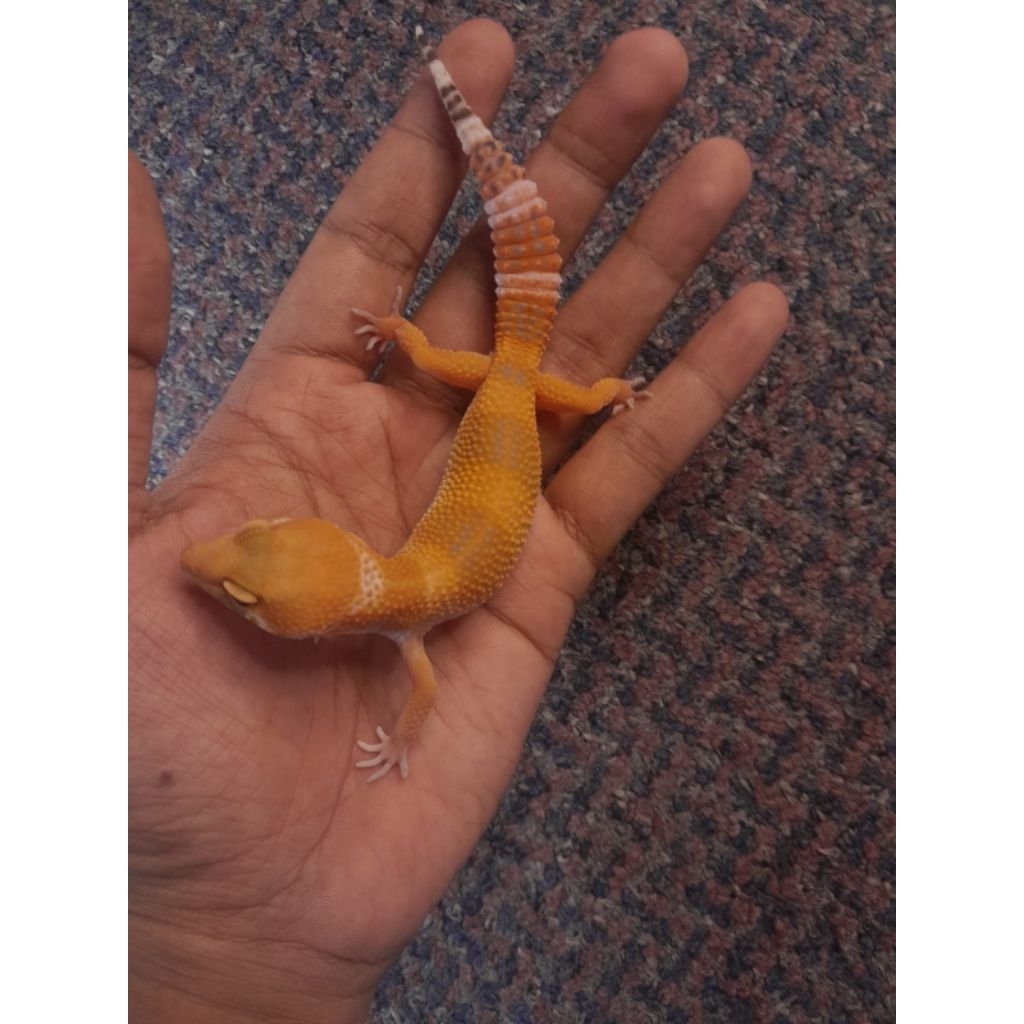 display gecko SHTCT bisa berjalan 140