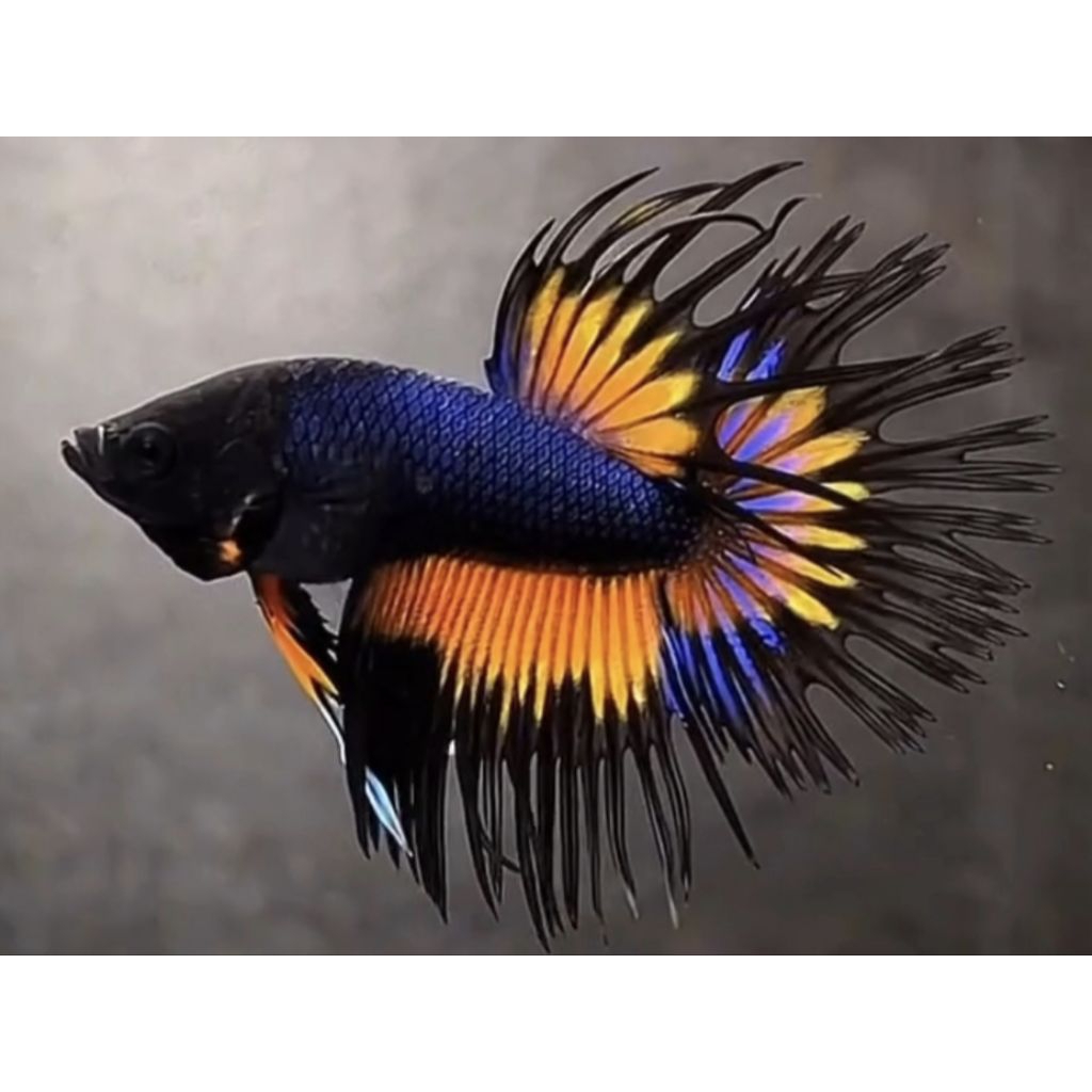 CROWNTAIL CT BLACK ORCHID GRADE A