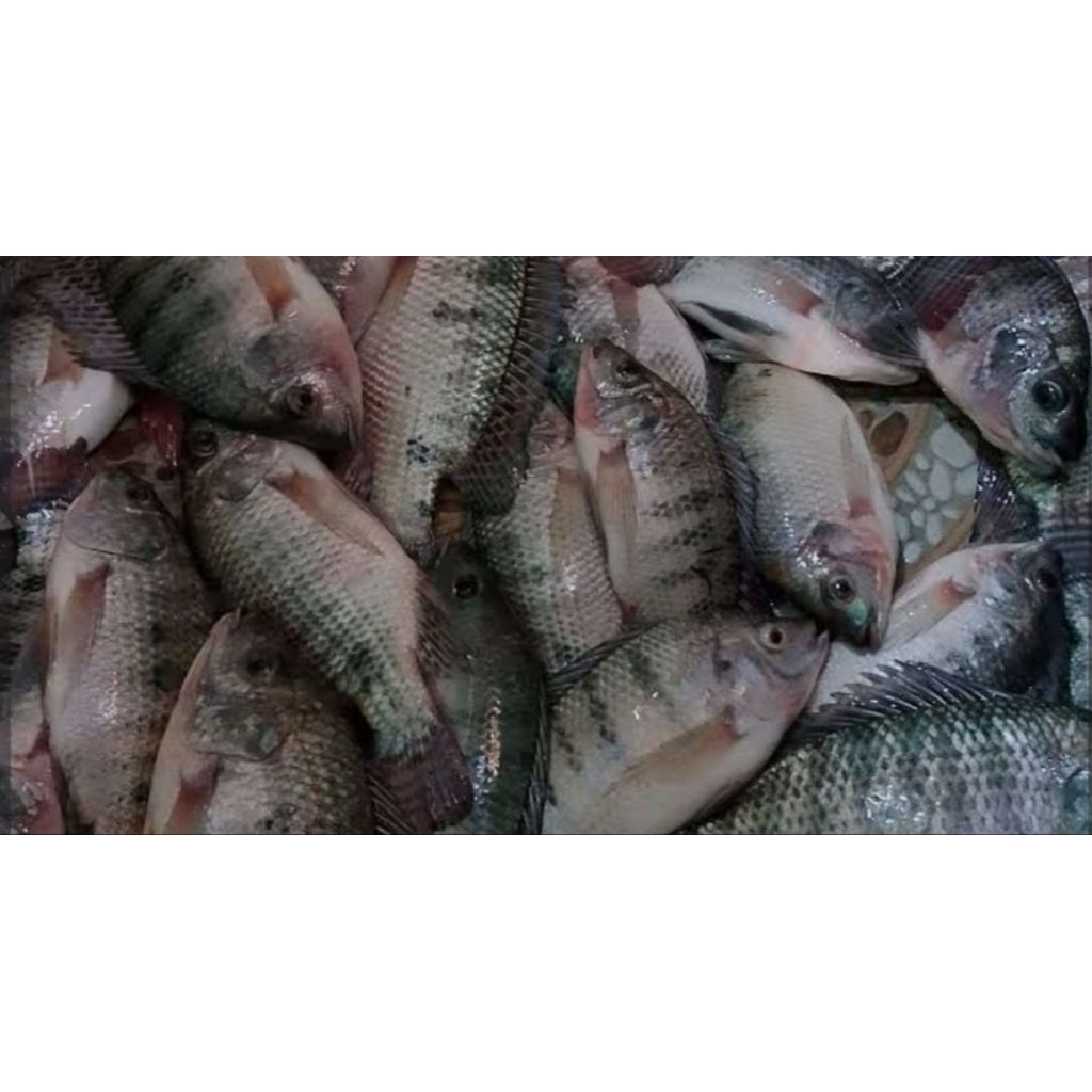 Ikan Mujair hidup Segar 1kg - Brand: Ikan Mujair Segar