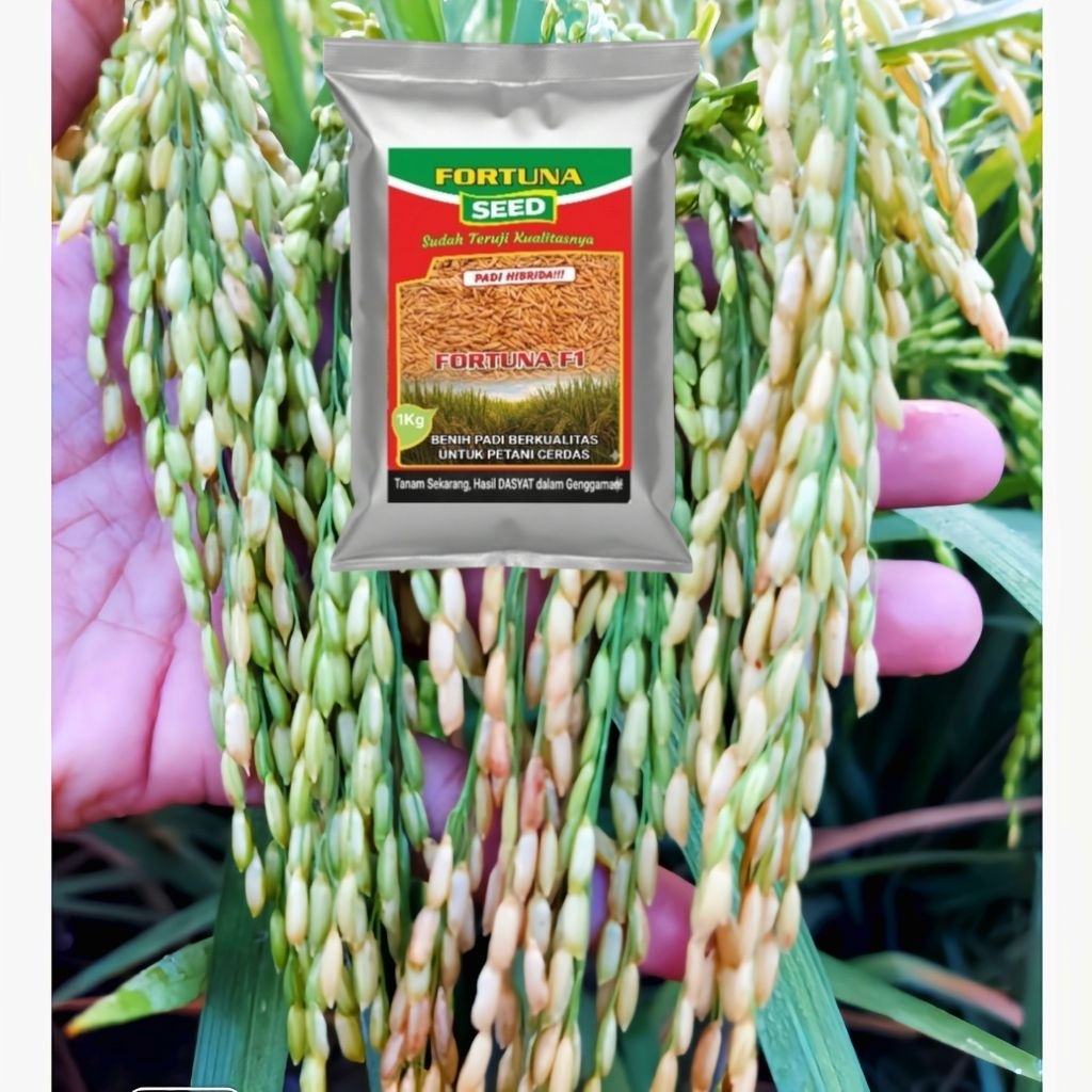 1Kg Benih Bibit Padi Hibrida FORTUNA F1 – Panen Melimpah, Kualitas Juara