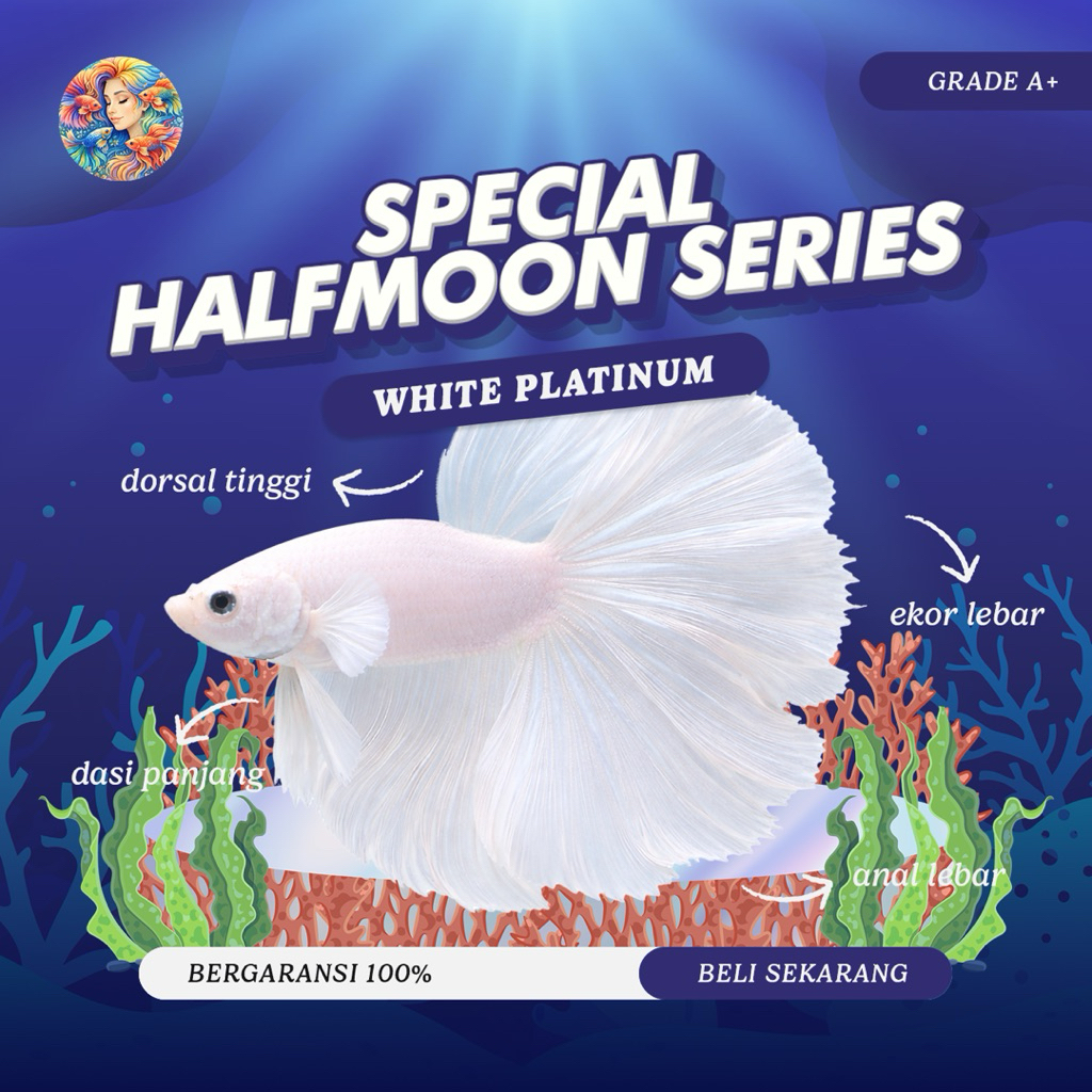 Cupang Aksesoris Aquarium – Halfmoon Rosetail White Platinum Medium Grade A+