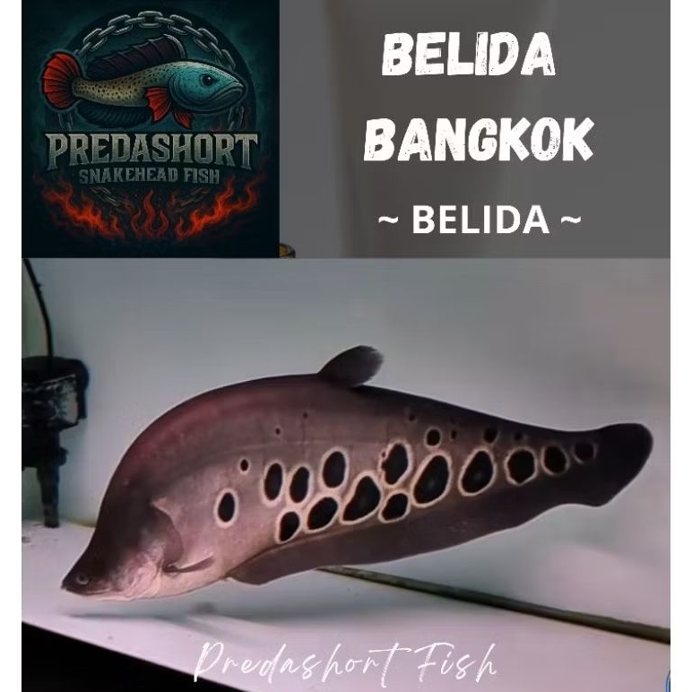 ikan hias Belida bangkok bergaransi