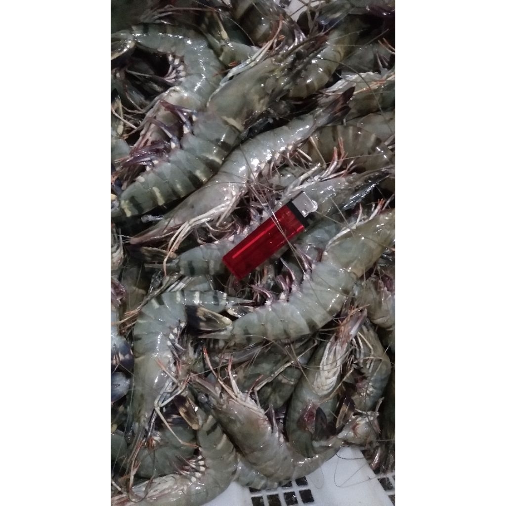 udang tiger/windu/pancet super. harga 77k/isi 7,8,9 ekor/500g/bungkus
