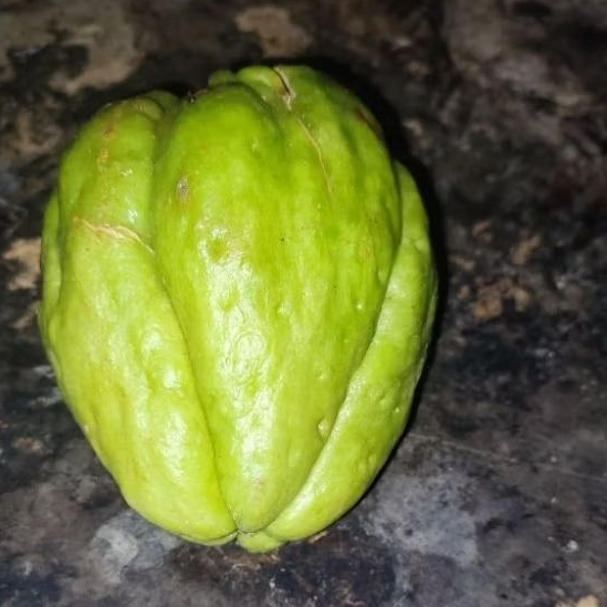 waluh sieum sayur+bibit