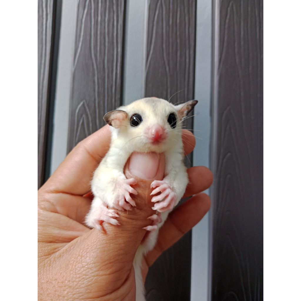 Sugar glider platmoz platinum mosaic joey