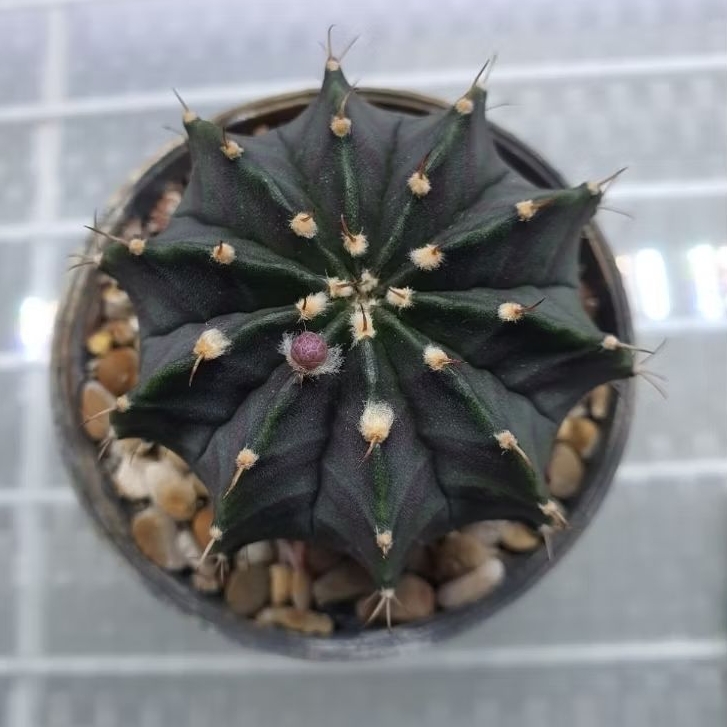 Kaktus Gymno hijau ungu indukan (Gymnocalycium mihanovichii)
