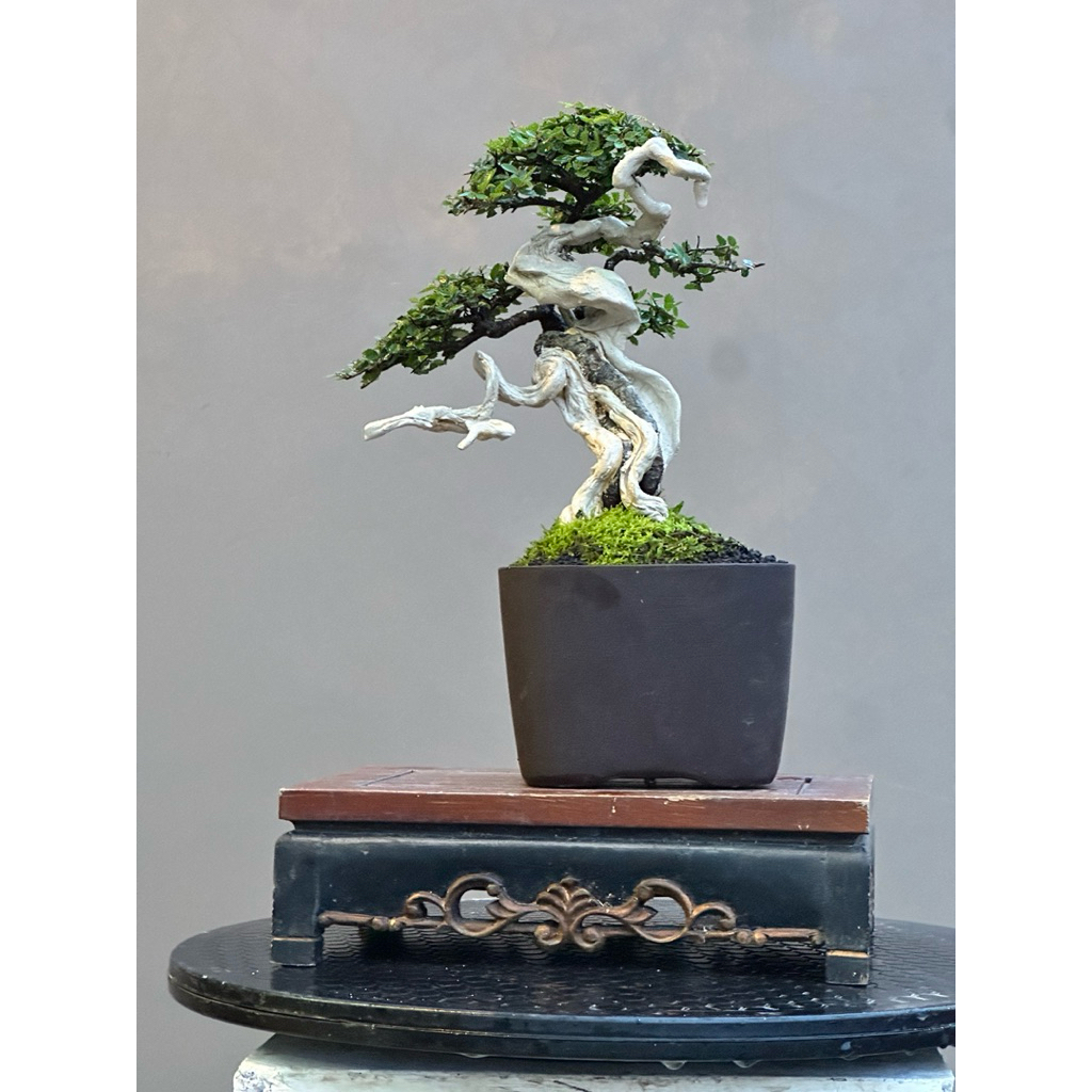 Bonsai ulmus super micro (tanuki)