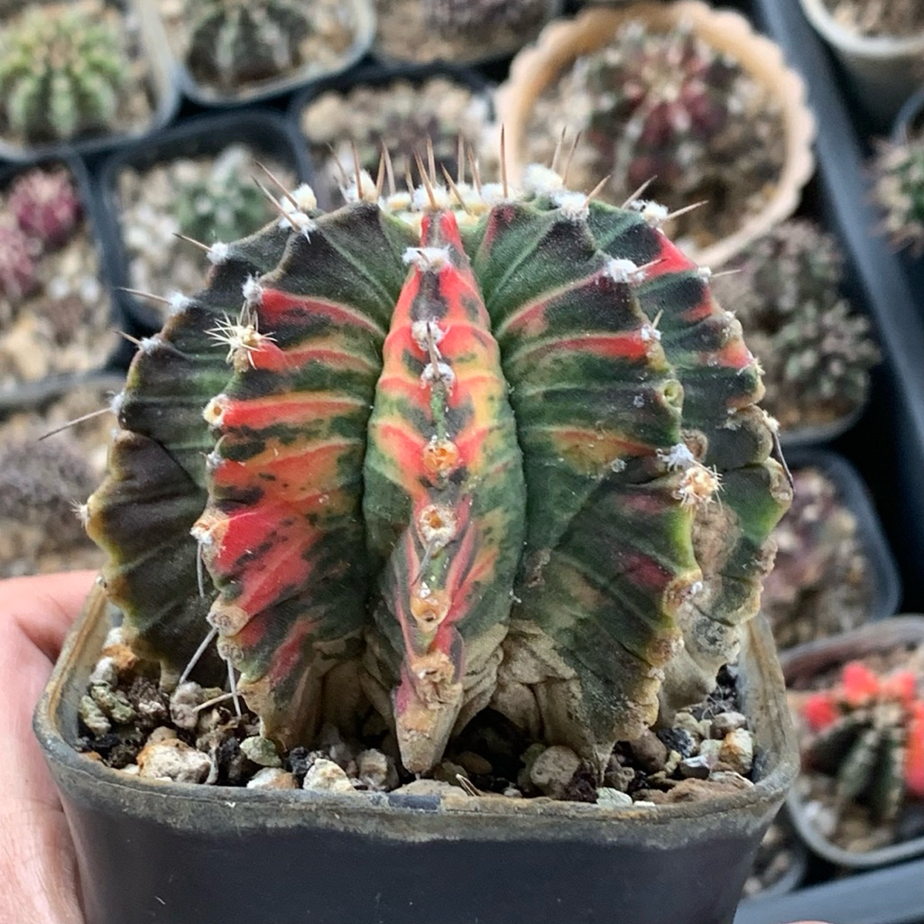 gymnocalycium Lb var hybrid miha pink varigata kaktus gymno miha mihanovichii var hybrid tanaman hia