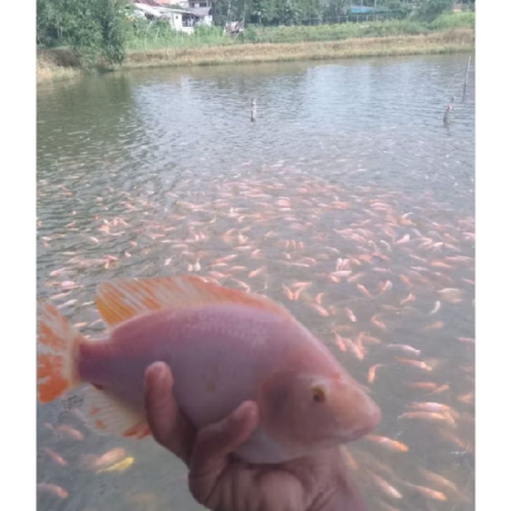 Bibit Ikan Nila Merah Bangkok ukuran 2–3 cm isi 1000 ekor Perpaket