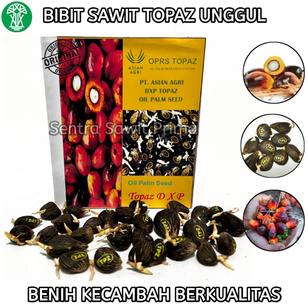 Bibit Kecambah Sawit Topaz Kualitas Super Unggul - Topaz Kualitas Terbaik