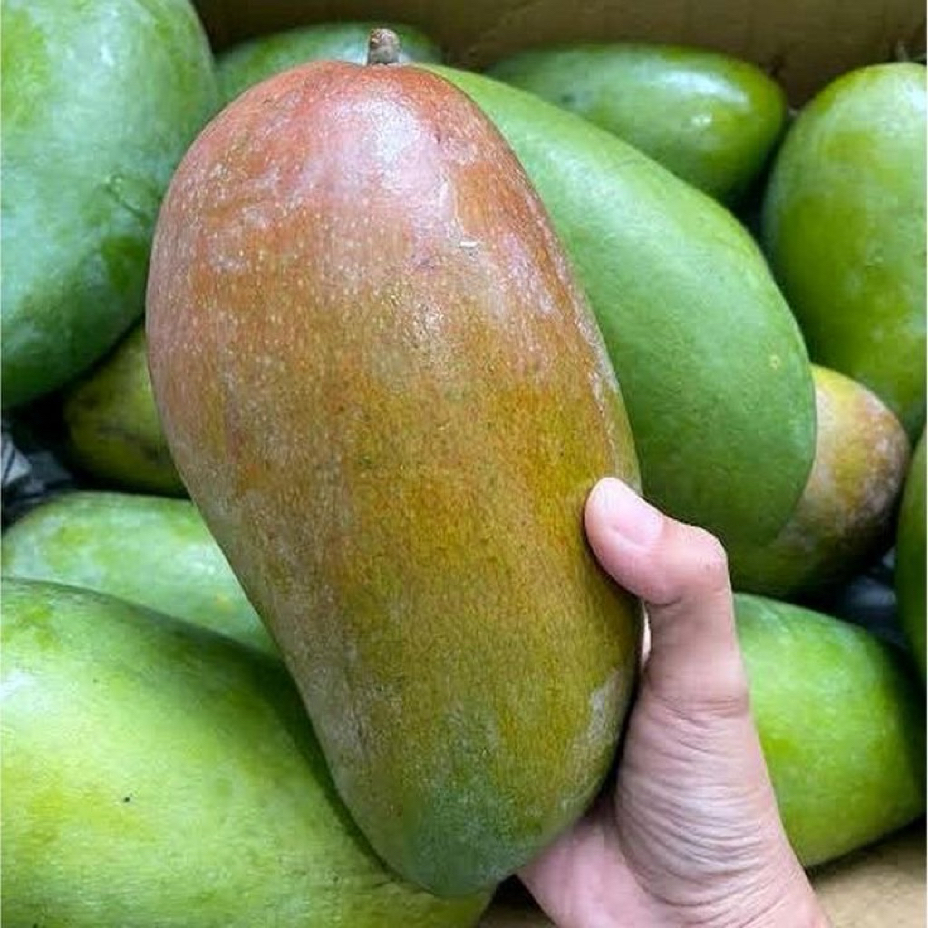 bibit mangga kiojay 1 meter batang besar