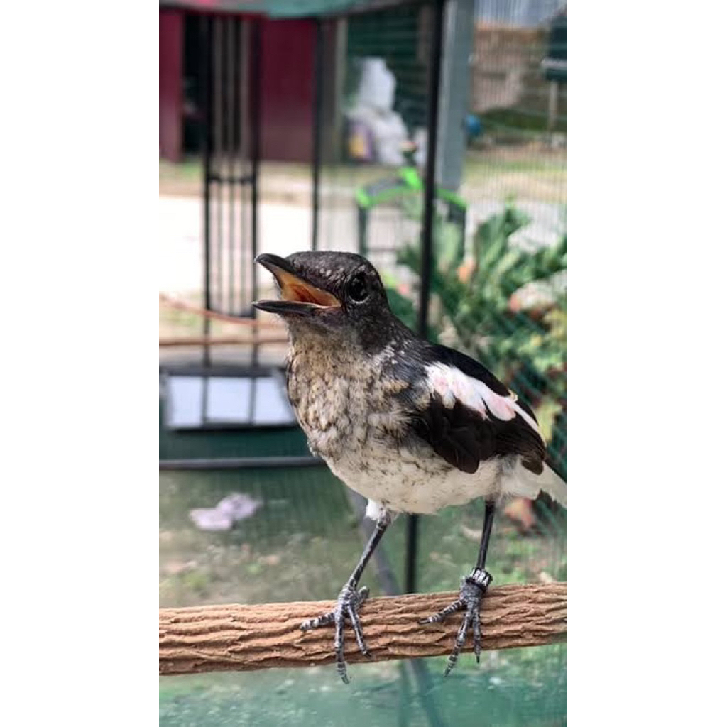 kacer trotol kalimantan