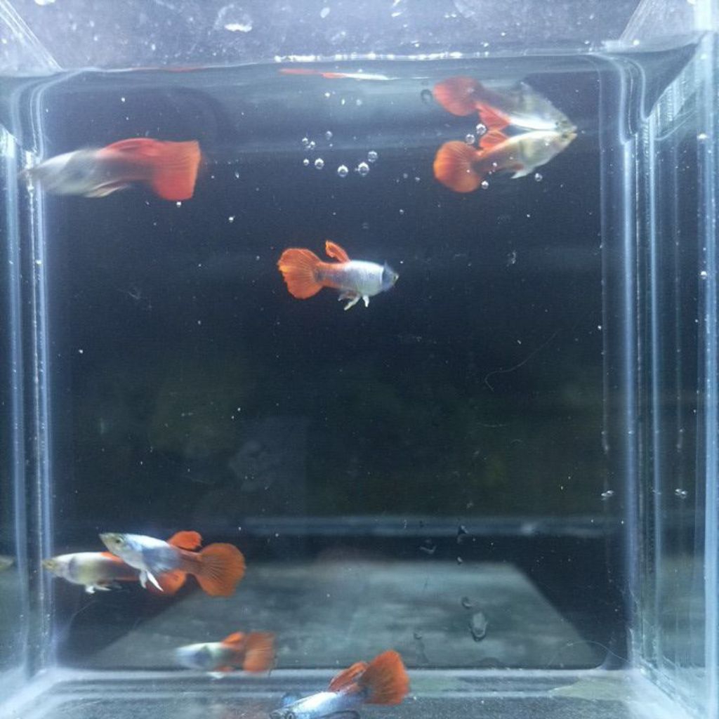 Stiker Guppy PRTDE Satu Pasang