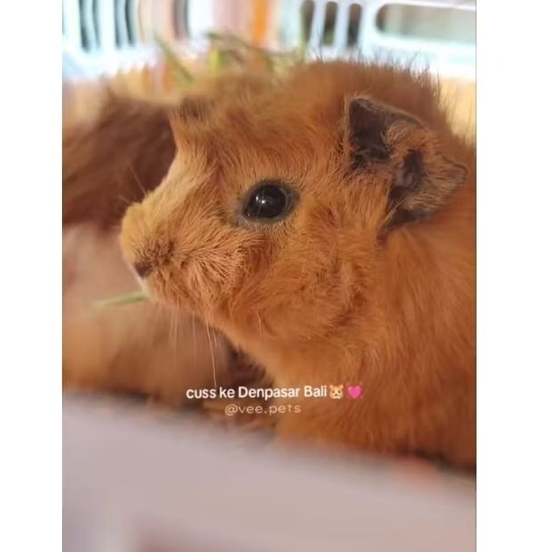Marmut Abyssinian - Guinea Pig - Boneka Jinak Sehat