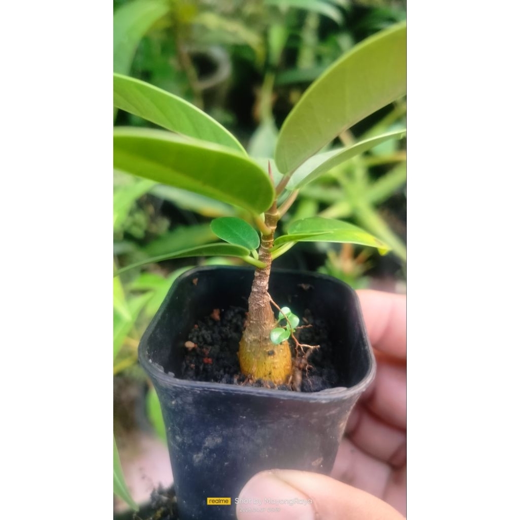 Tanaman hias bahan bonsai seedling Caudex plant Ficus Microcarpa iprik silver X dollar Moclame