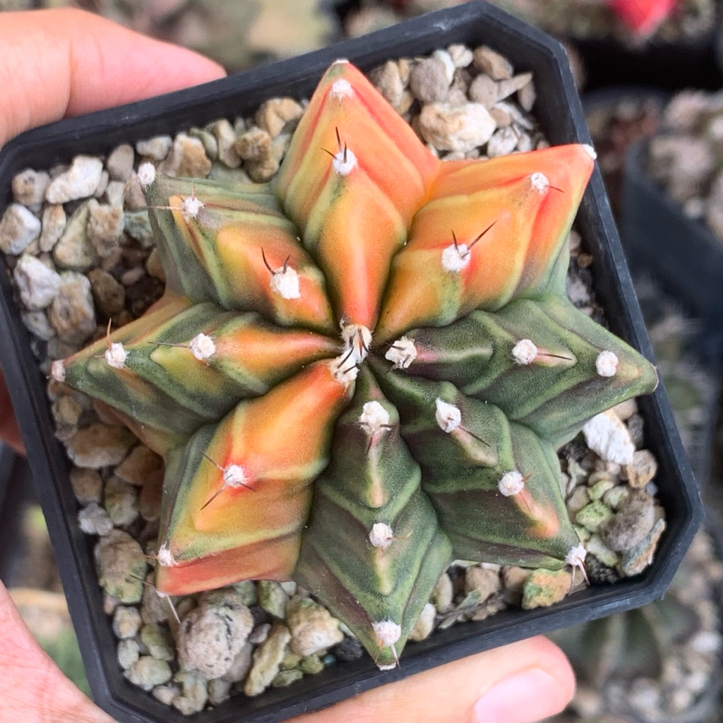 gymno miha var pink tower gymnocalycium mihanovichii mihanovichi kaktus tanaman hias hidup gurun dur