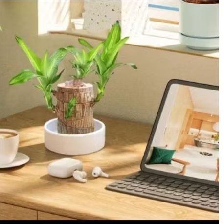 Bonsai Brazilian Wood Bibit Stek Bonsai Kayu Brazilian Wood 20cm