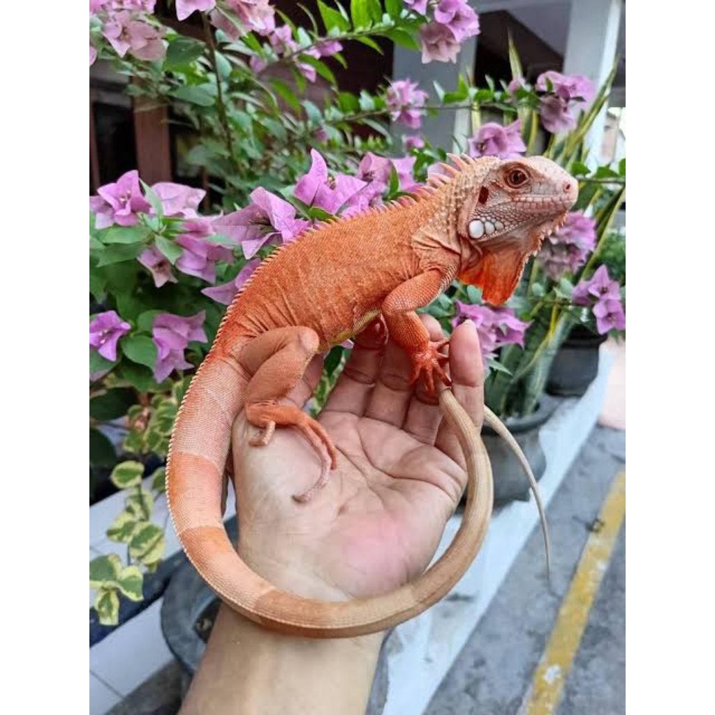 Mainan Iguana/ Baby Iguana Super Red/ Baby Iguana